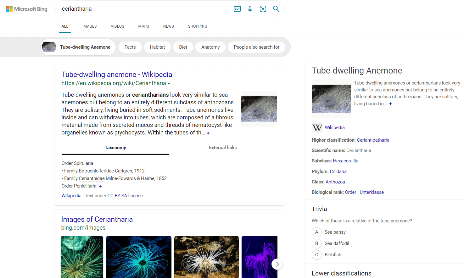 Anzeige von Suchergebnissen bei Bing